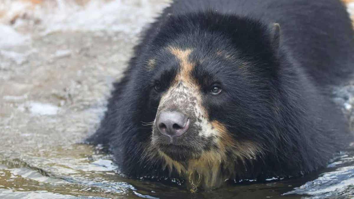 Bear at St. Louis zoo