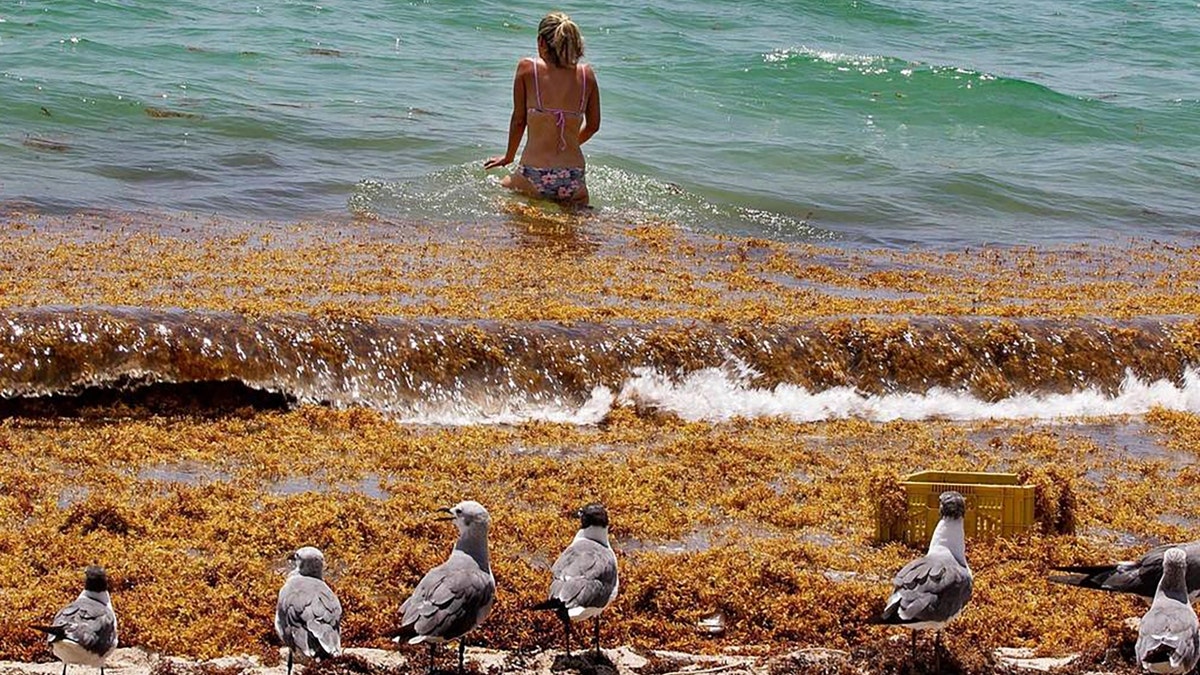 Seagulls and sargassum seaweed on a beach where a woman has entered the ocean