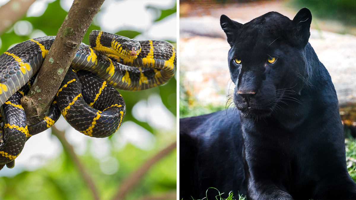 gold-ringed cat snake (Boiga dendrophila) next to a black jaguar