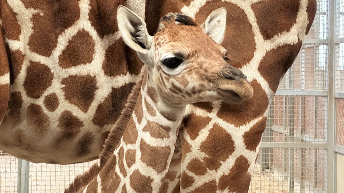 Baby giraffe at the Dallas Zoo