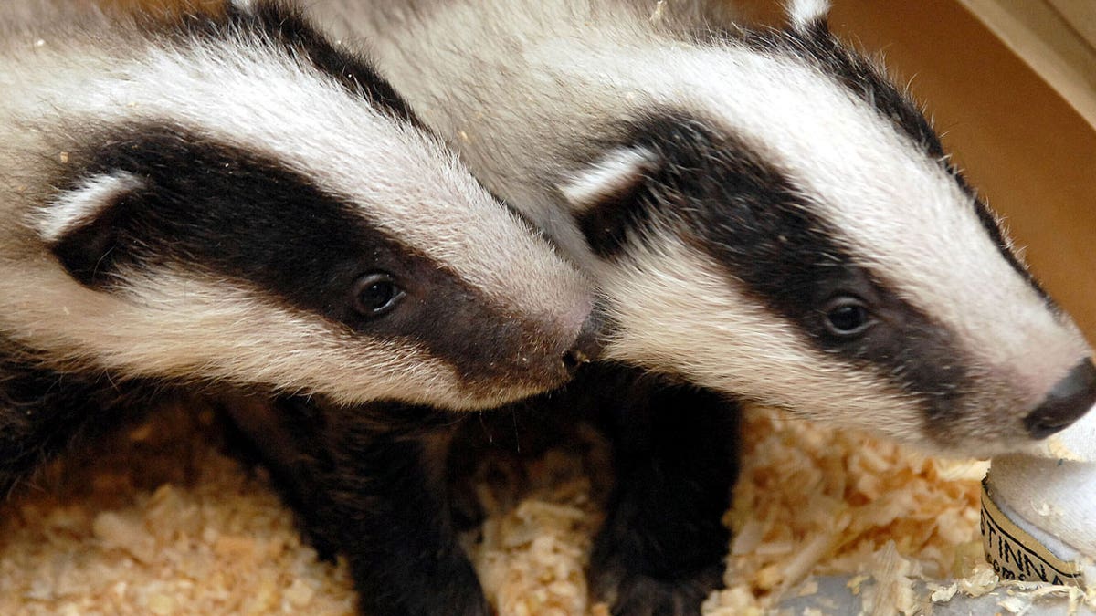 Netherlands Badgers