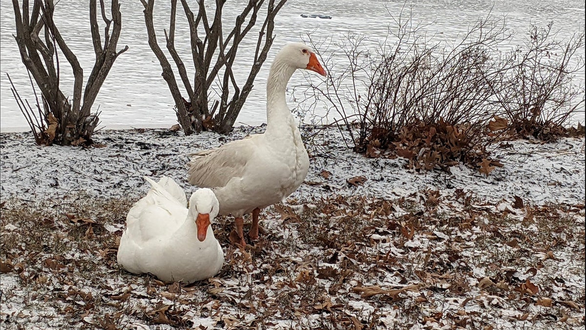 Blossom and Frankie geese