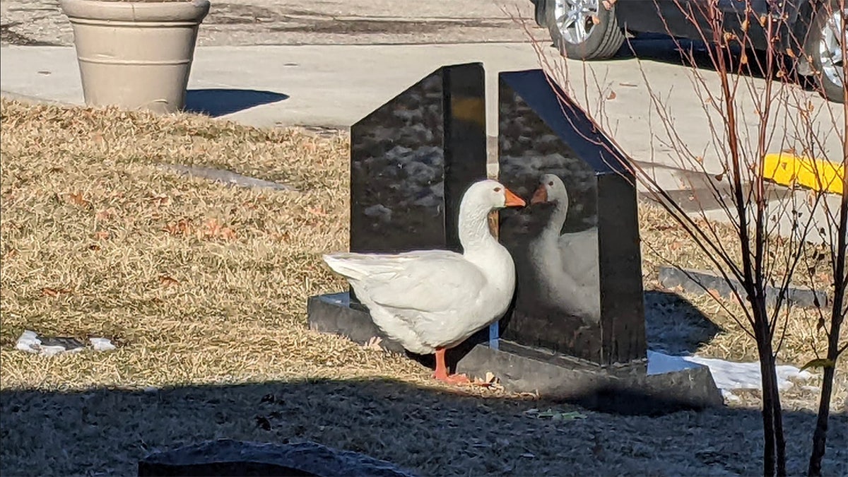 Blossom the goose