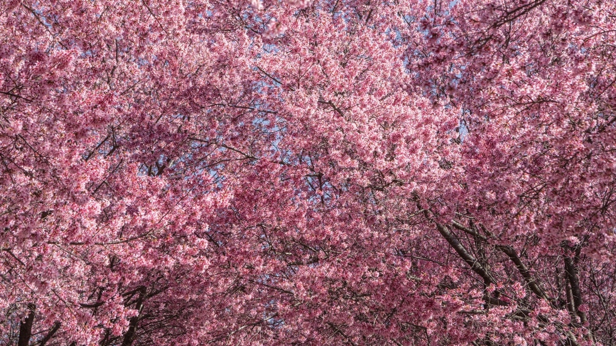 Cherry trees blossoming