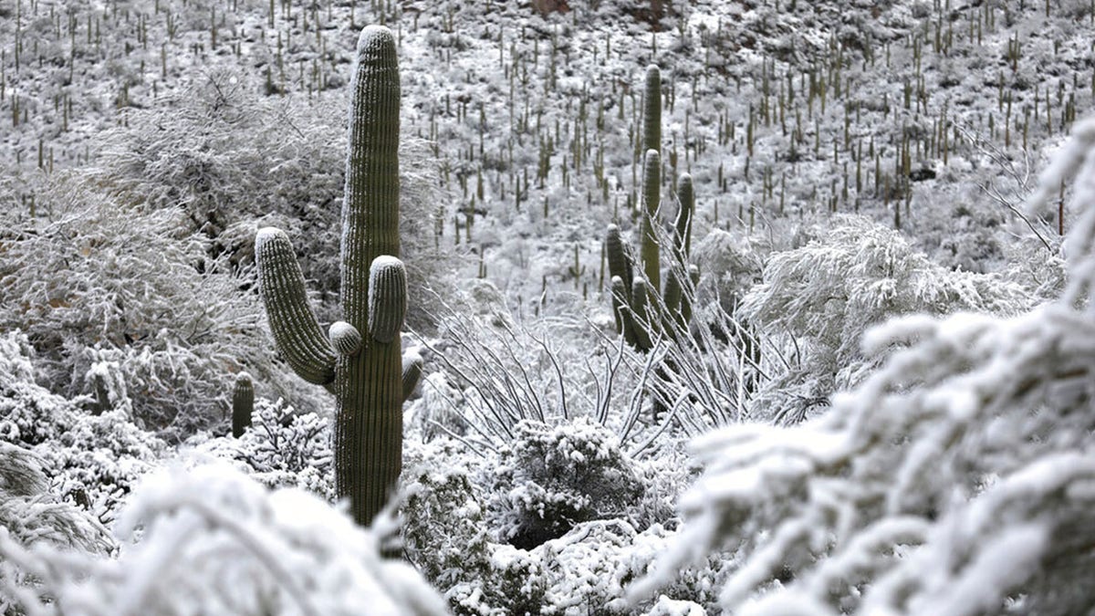 Arizona cactus