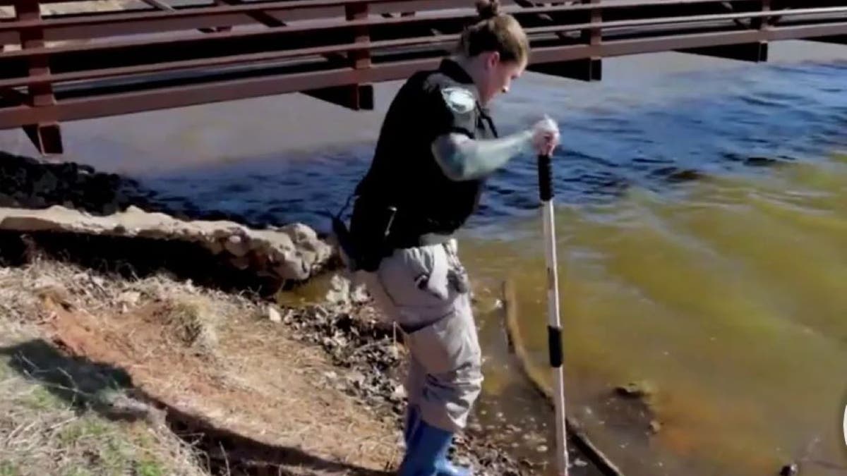 animal welfare officer wading into lake where dogs were drowned