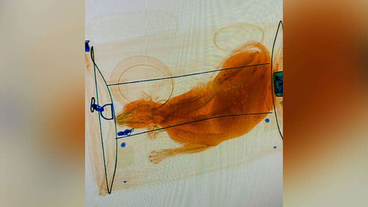 Cat Scan TSA image