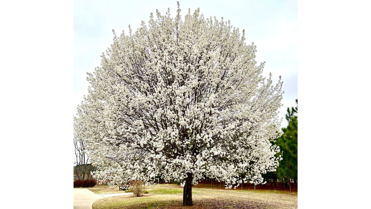 Gardening-Callery Pears