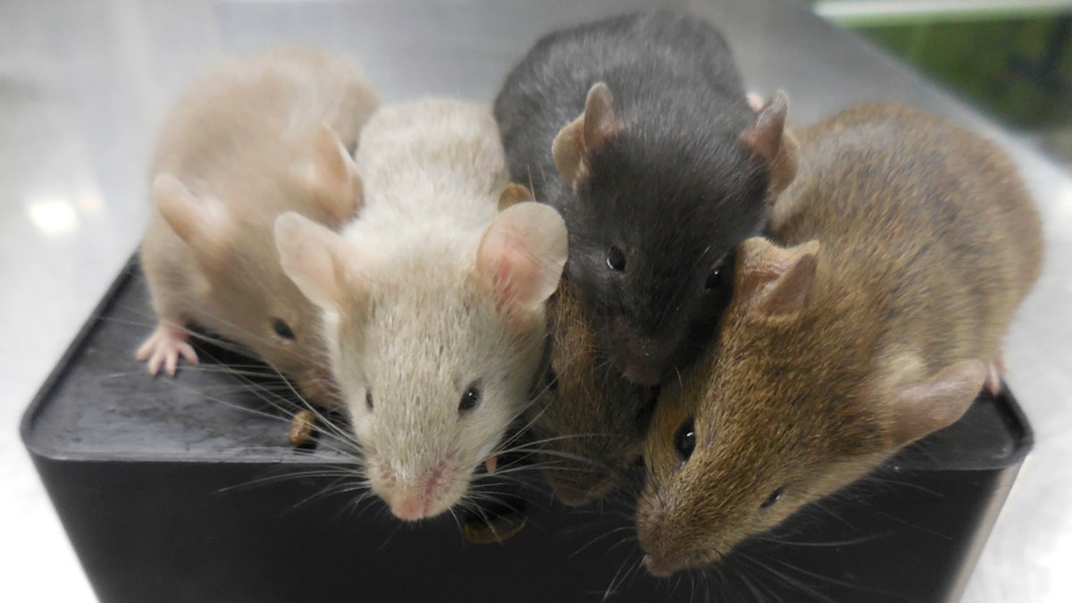 Mice derived from stem cells