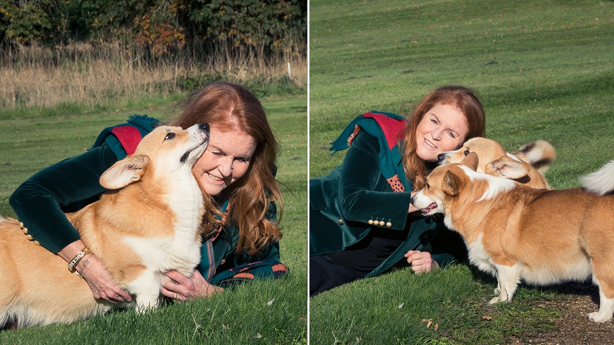 A side by side photo of Sarah Ferguson on grass playing with Queen Elizabeth II's two surviving corgis
