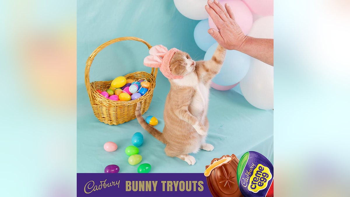 crash cadbury bunny