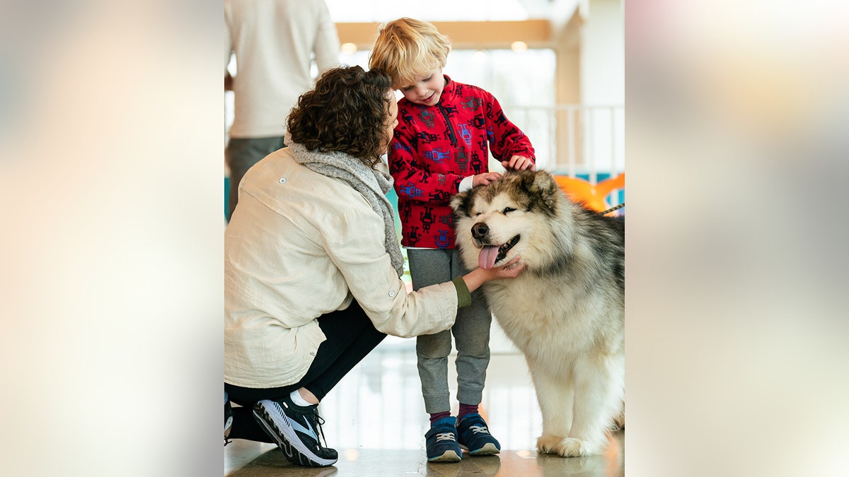 best friends arkansas shelter