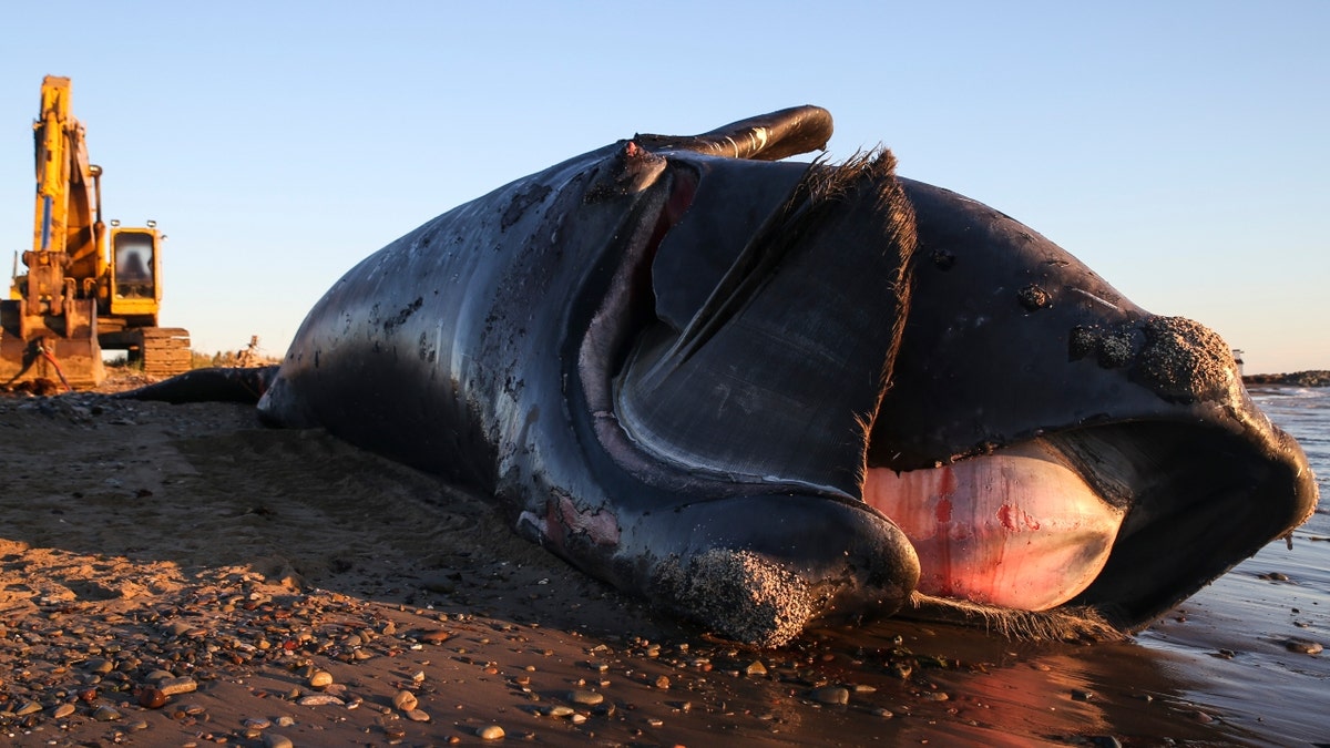 A dead right whale in New Brunswick