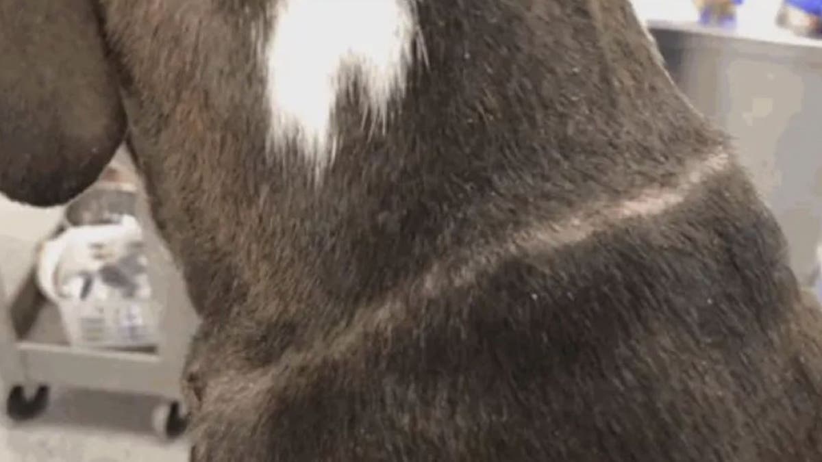 Injury on Harper the dog's neck