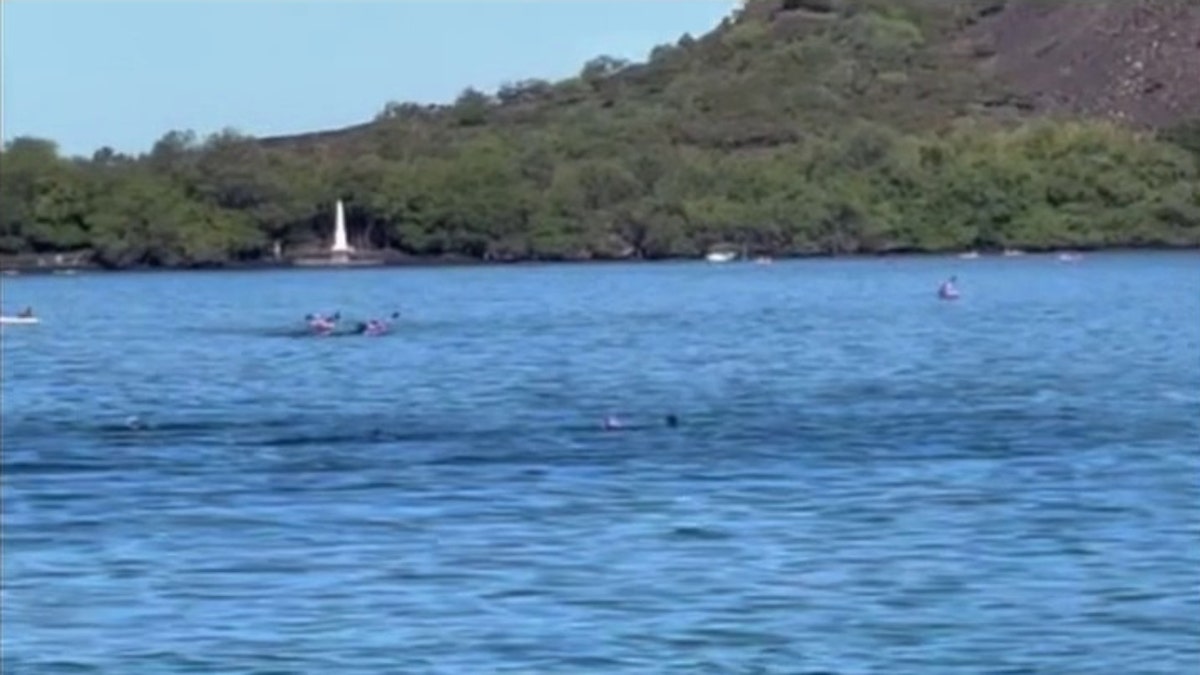 A pod of spinner dolphins