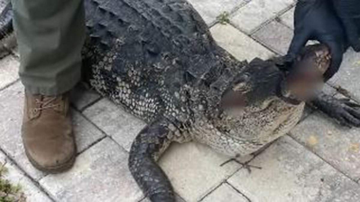 FL gator dog attack three