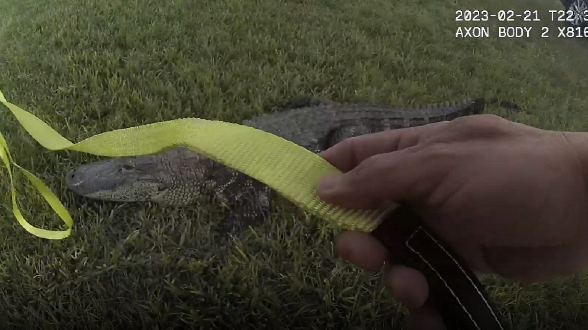 Florida police officer captures alligator
