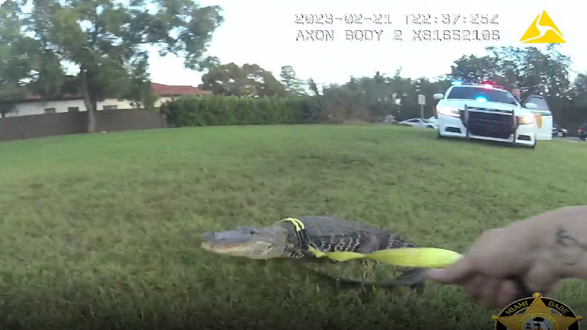 Florida alligator tries to escape from police officer