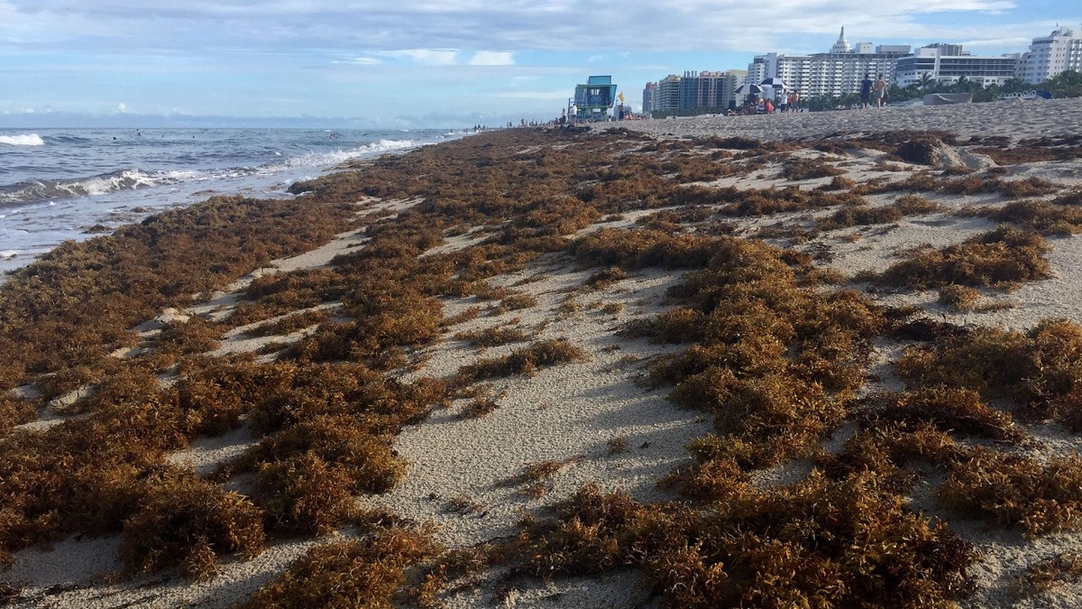 Sargassum seaweed shore Miami Beach Florida