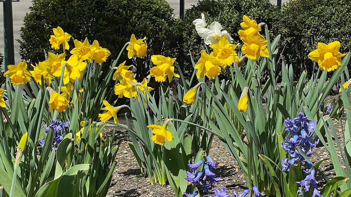 Bryant Park daffodils