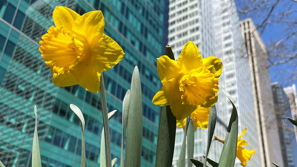 NYC daffodils