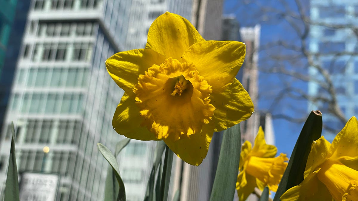 New York City daffodils