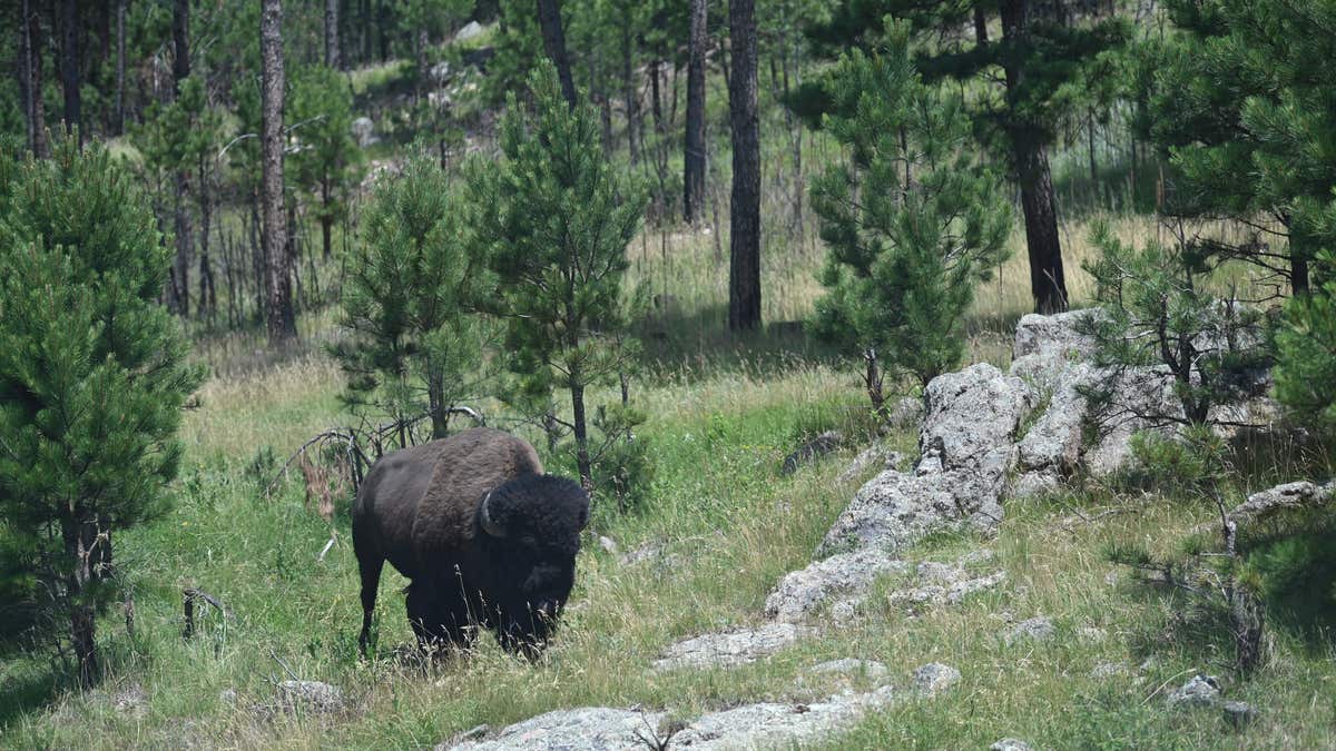 A bison grazes near in the Black Hills National Forest in Custer, South Dakota, on July 8, 2020.