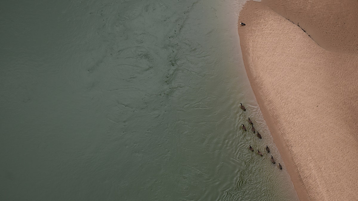 Ducks in the Colorado River