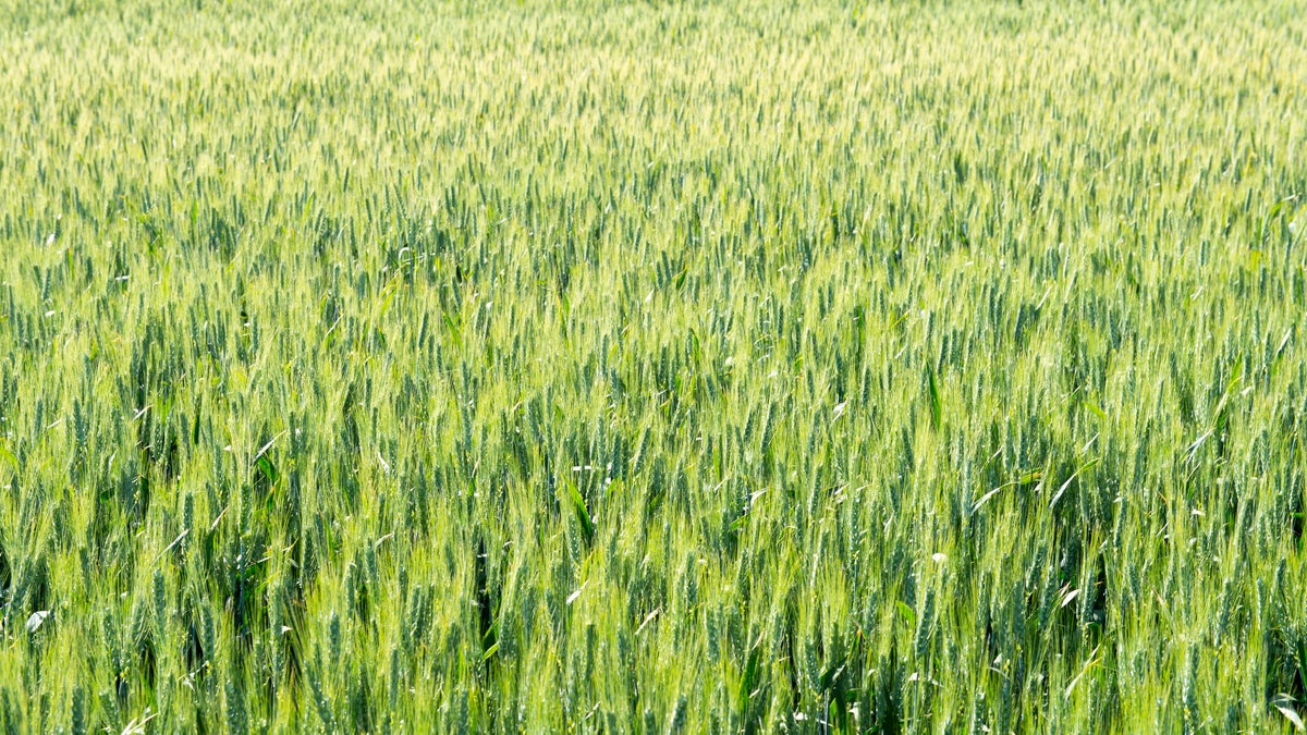 WASHINGTON, UNITED STATES - 2013/06/17: Wheat field in Whitman County in the Palouse near Pullman, Washington State, USA. (Photo by Wolfgang Kaehler/LightRocket via Getty Images)