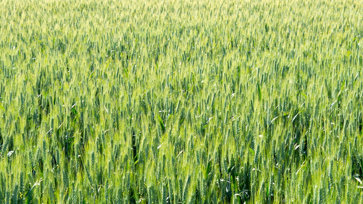 WASHINGTON, UNITED STATES - 2013/06/17: Wheat field in Whitman County in the Palouse near Pullman, Washington State, USA. (Photo by Wolfgang Kaehler/LightRocket via Getty Images)