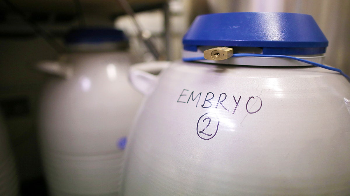 embryo in a lab