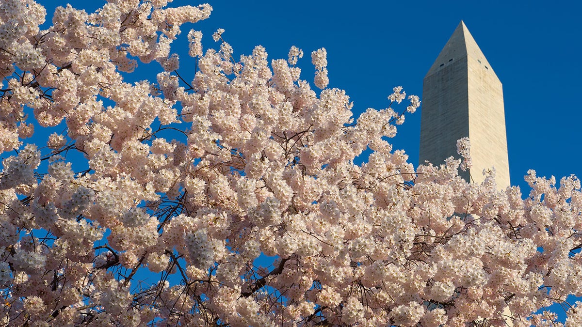 On this day in history, March 27, 1912, Washington, D.C., cherry trees