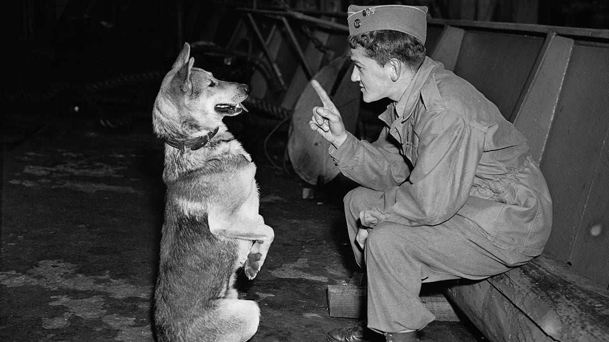 Perro del ejército de la Segunda Guerra Mundial