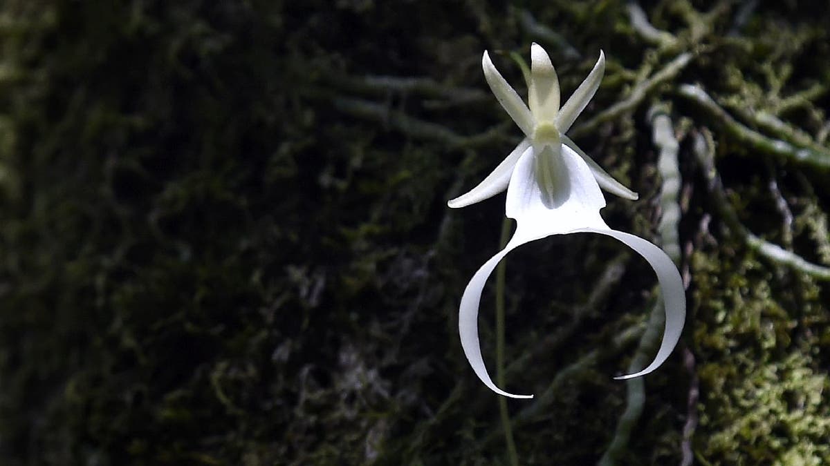 Ghost Orchid at Fakahatchee Strand Park