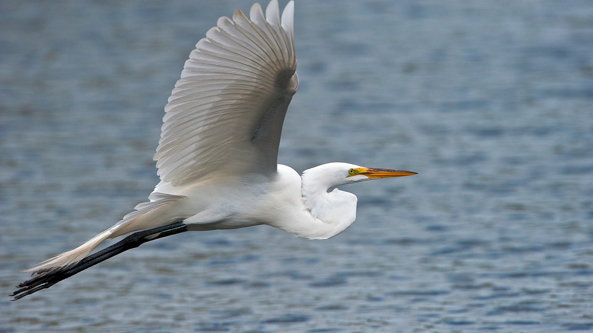 a great egret flies over water