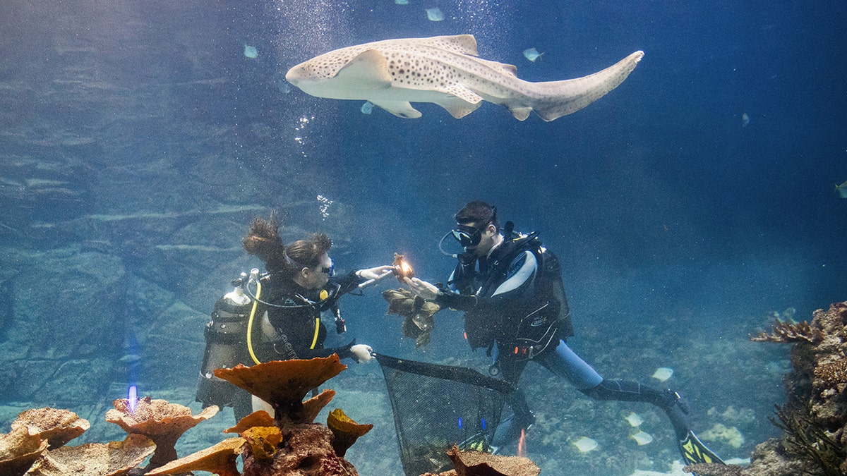 divers germany zebra shark