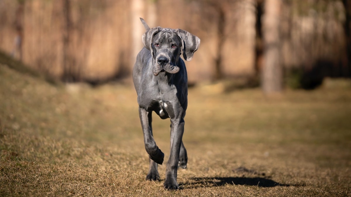 Great dane airline clearance crate