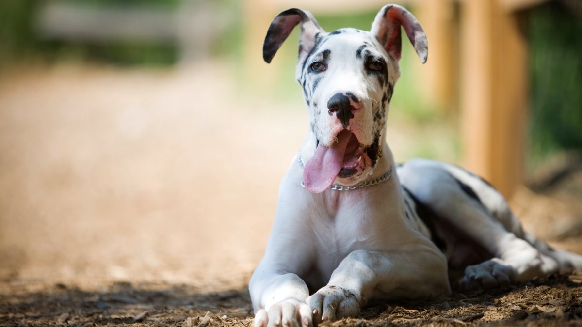 Picture of Great Dane