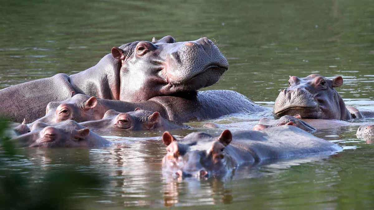 Hippos float in the lake 