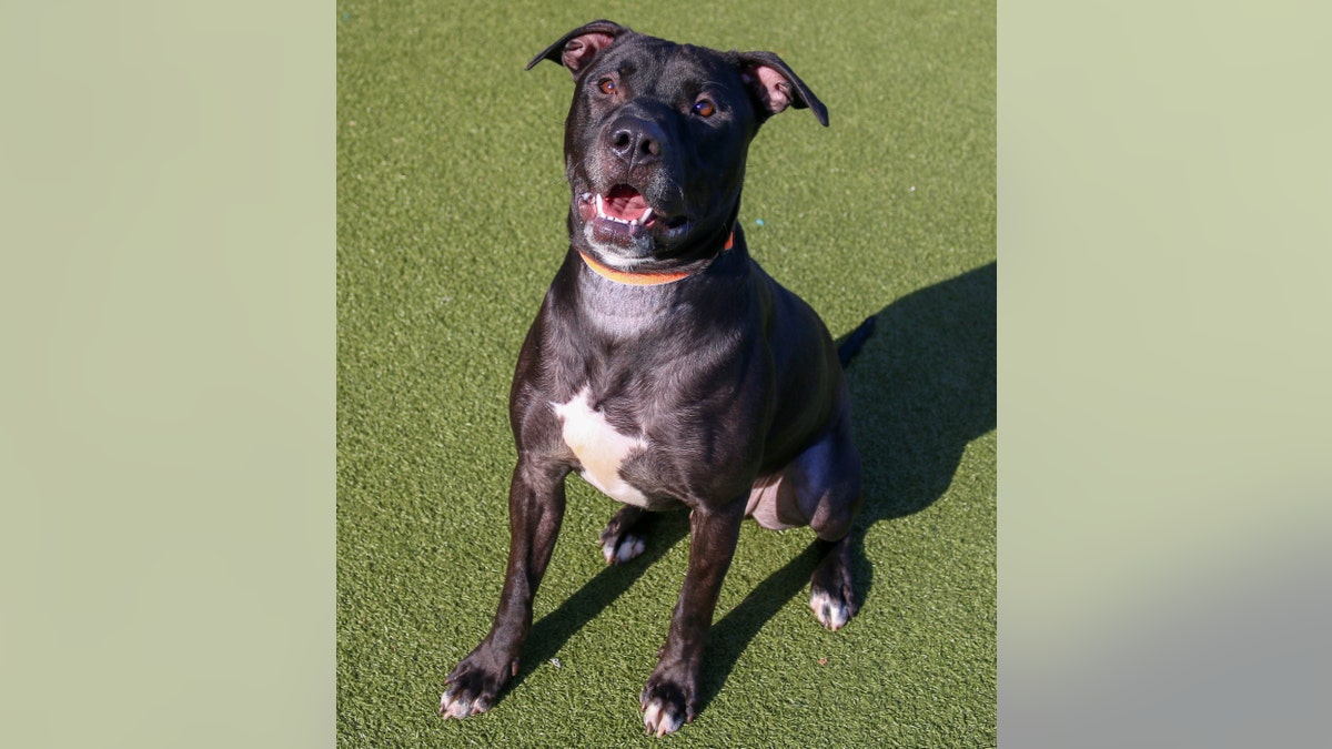 Pitbull black white dog