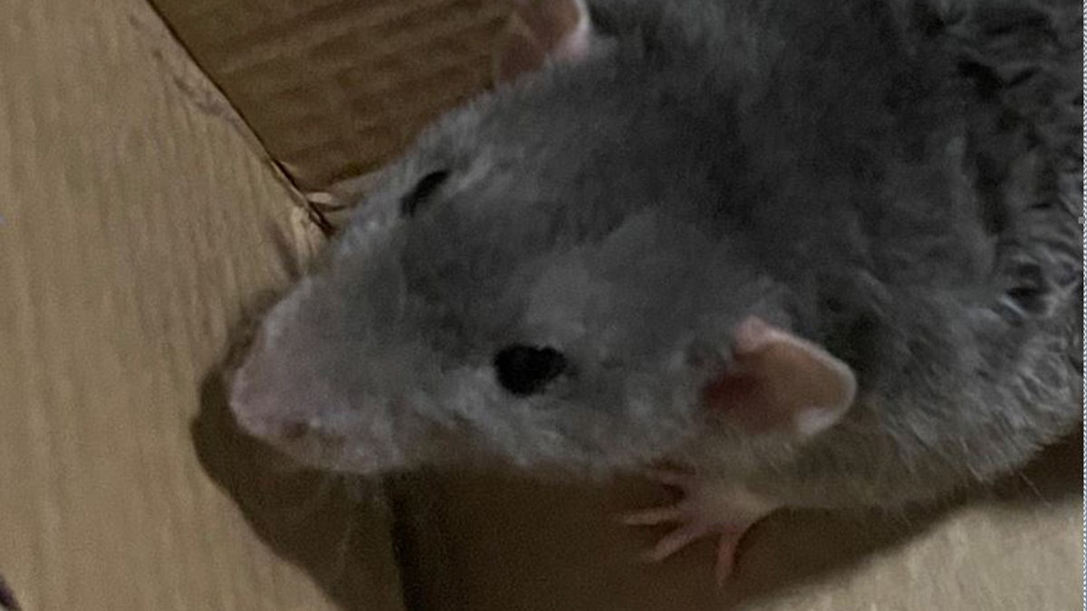 Jerry the rat