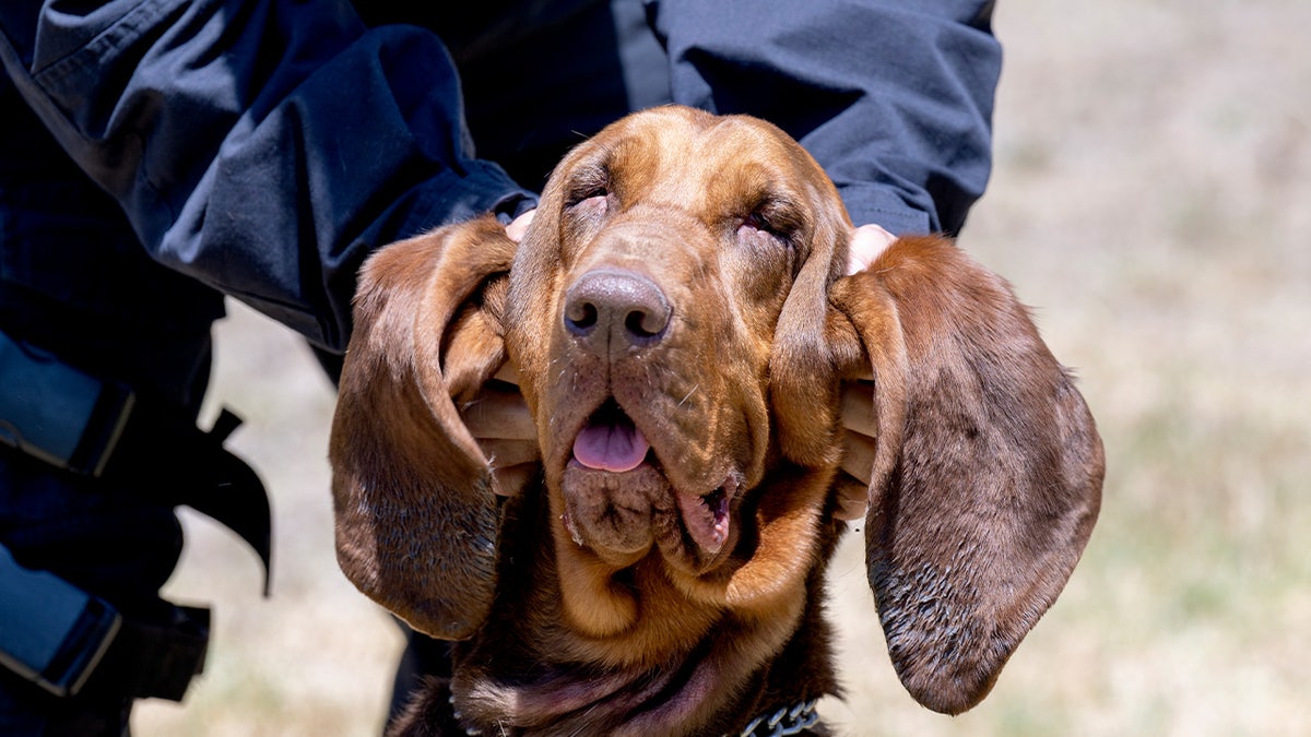 police bloodhound k-9