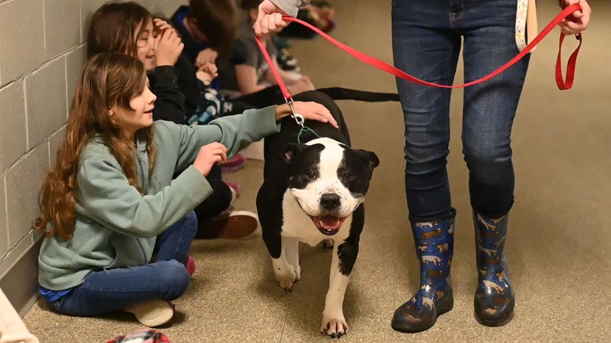 dog walking children leash