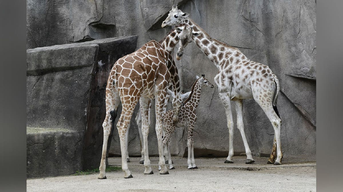 Milwaukee County Zoo Giraffes