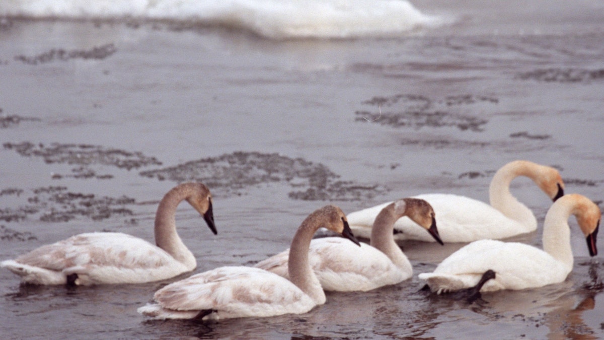 Swans on the Mississippi River in Monitcello, Minnesota