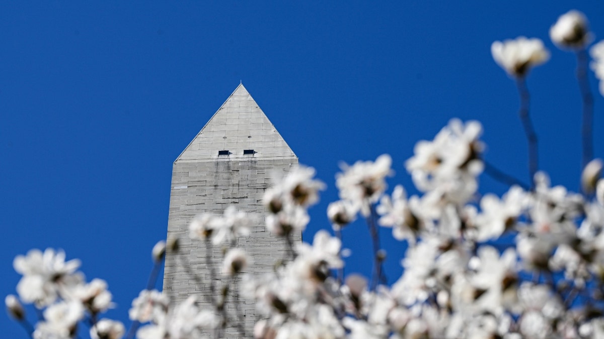 Cherry trees are in full bloom
