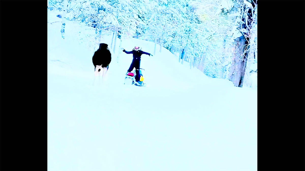 Moose running toward a person on a snowmobile.