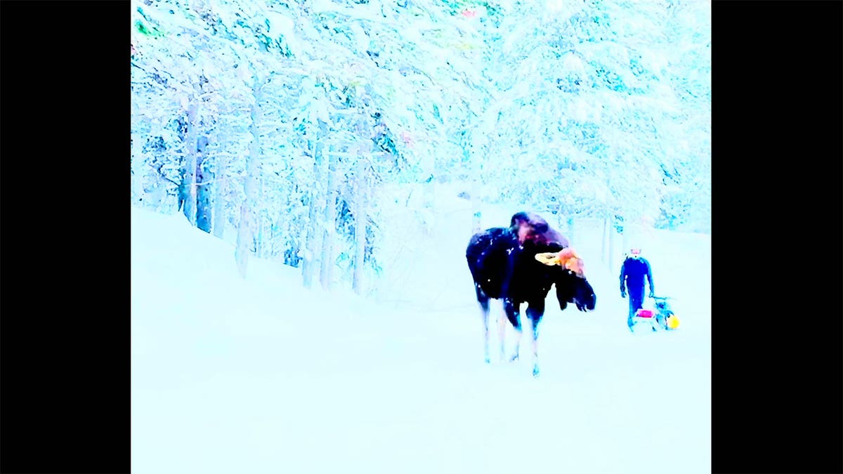 A moose walking around with a snowmobiler in the background.