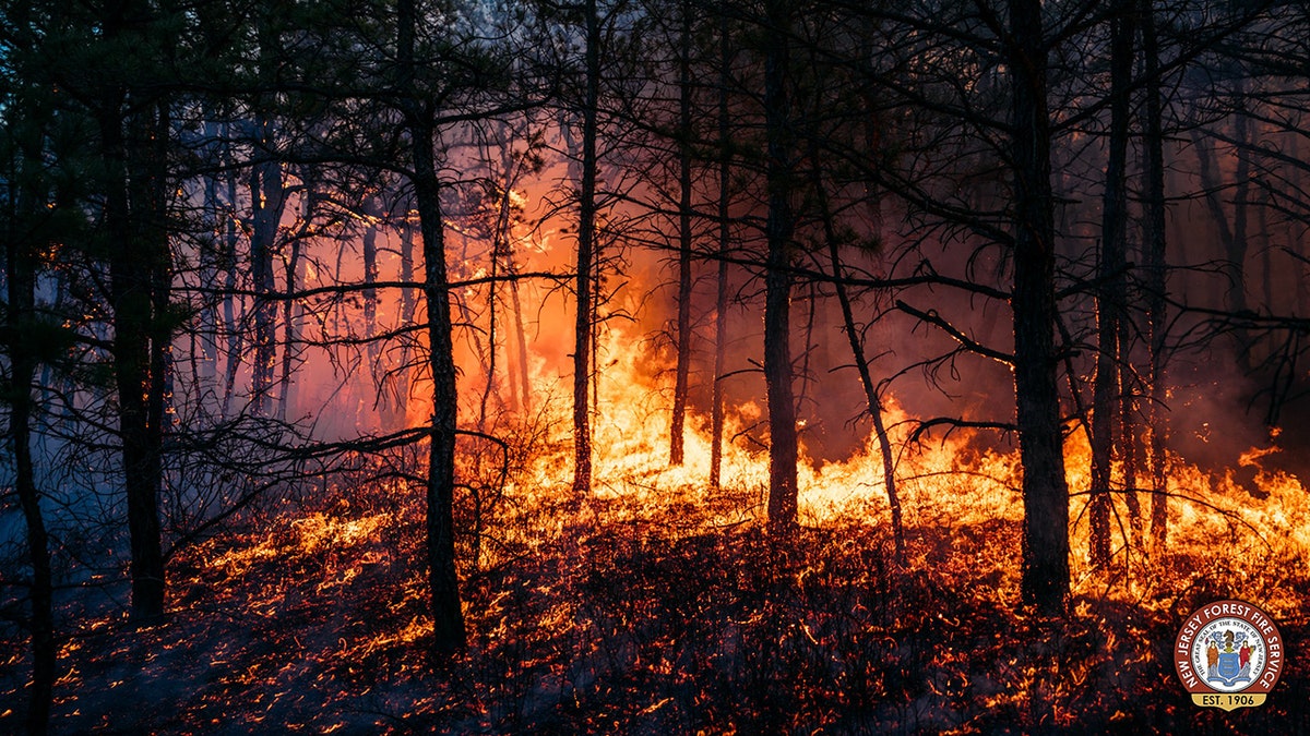 fire burning in forest