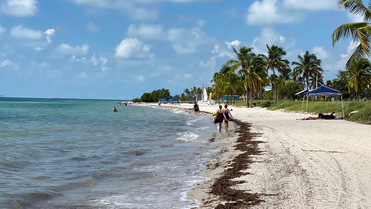 Sargassum on a beach in. Key West, Florida